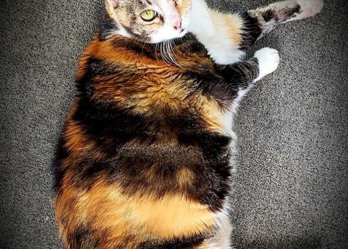 chubby calico cat